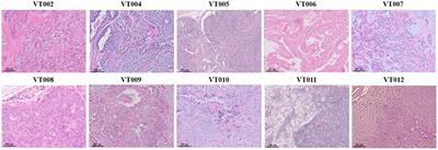 Anticancer effects of alpelisib on PIK3CA-mutated canine mammary tumor cell lines